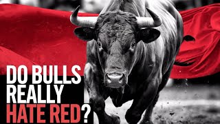Bulls and the Color Red: The Real Reason They Charge at Matadors