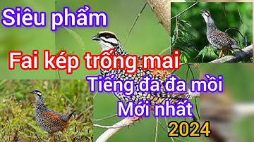Siêu phẩm đa đa mồi trống mái mới nhất 2024. Bổi bể cũng về đội