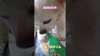 2026/5/24 ちゅーるタイム take2