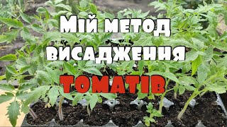 Як правильно висаджувати розсаду томатів у відкритий ґрунт?|Методика висаджування розсади томатів