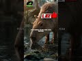 ANACONDA VS CAPIBARA
