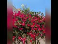 موسيقى ناعمة و ورود جميلة