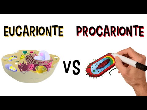 Vídeo: O que as células procarióticas têm no lugar de um núcleo?