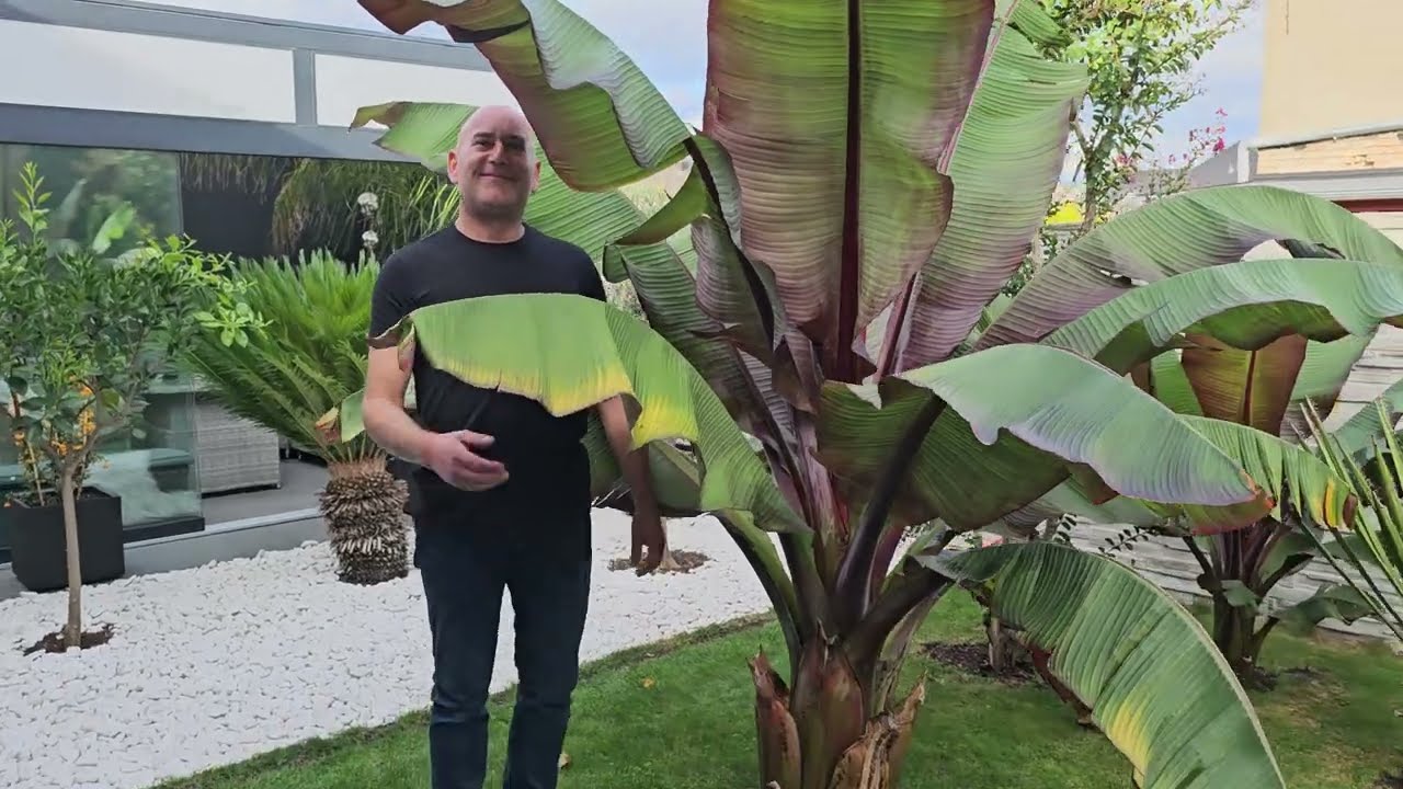 Luboń. Niesamowite rośliny egzotyczne w gruncie. Cycas, cytryna, pomarańcza, oliwki, palmy. Cuda