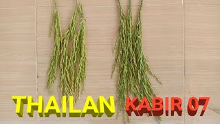 COMPARISON OF KABIR 07 WITH THAILAN JUMBO