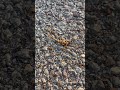 Pay attention where you step in Missouri #bransonmo #missouri #scorpion #wildlifephotography #animal