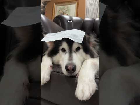 KYOKA GA PEDULI PAS DI GANGGU‼️😂❤️ #shorts