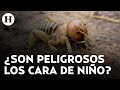 ¿Los cara de niño son peligrosos? Esto dice la UNAM sobre la temporada de este insecto