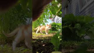 ผตามตดชวตแมว 1 นาทเรม