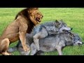 Tiger Wolf Lion Mating : Different Animals