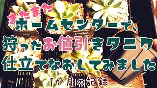 【多肉植物】またまた、ホームセンターで狩ったお値引きタニクを仕立て直してみました。～１か月間のビフォーアフター～