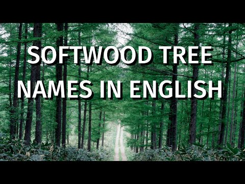 Video: What Are Softwood Trees - Information About Softwood Tree Species