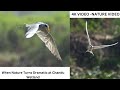 Unscripted Wildlife Drama of RiverTern Stunning Action, Nilgai attacked, Bar Headed Goose Fighting