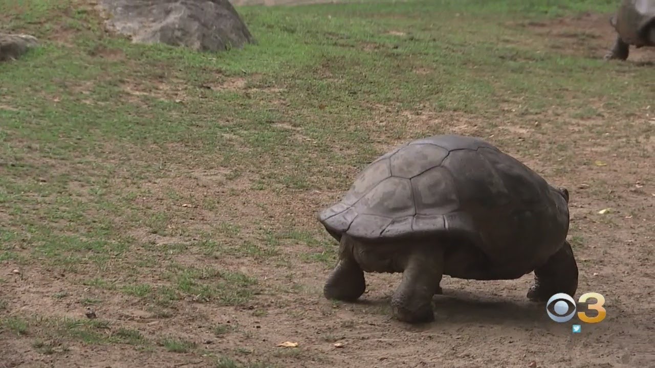 Philadelphia Zoo Reopens To Public - YouTube