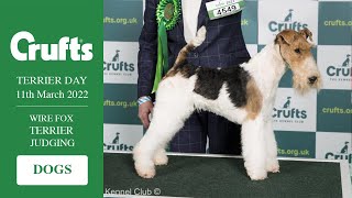 Crufts 2022 Wire Fox Terrier Judging - Dogs by Wire Fox Terrier Association 1,987 views 2 years ago 1 hour, 7 minutes