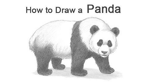 How to Draw a Panda