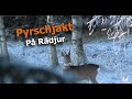 Pyrschjakt på Rådjur | Västernorrland