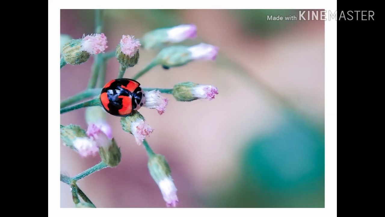 Mobile photography Lady bug close up shot : Mobile shot: Minolta Lensbong
