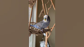 Budgie Sounds Cute Budgie Parakeet Singing In His Swing 
