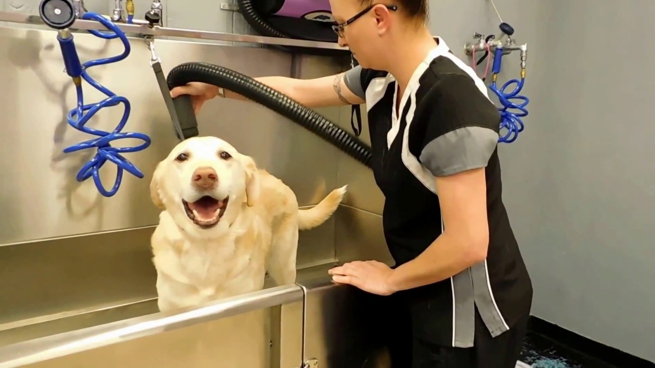 Tucker getting a Deshed