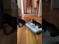 Chocolate lab puppy antagonizing his sister