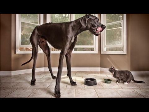 Самые популярные собаки которые вошли в книгу рекордов Гинесса