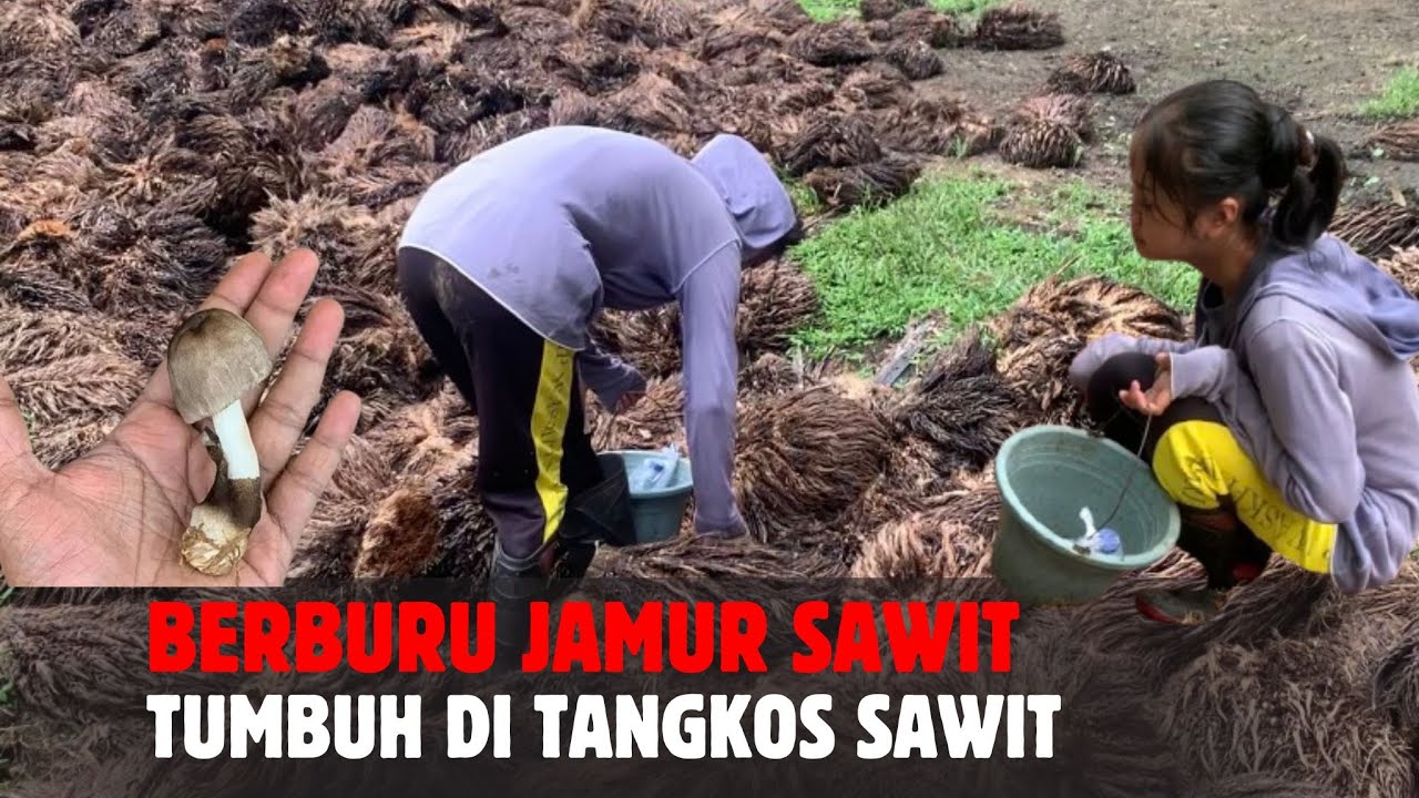 Demi Bertahan Hidup, Warga Ini Berburu Jamur di Kebun Sawit