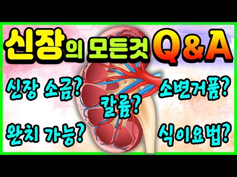 신장에 대한 모든것｜ 신장을 좋아지게 하는 방법 ｜만성콩팥병 Q&amp;amp;A (신부전 <strong>식이요법</strong> 단백질 세계콩팥의날)｜하늘건강법