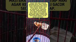 Download Lagu cara mengatasi kenari habis mabung macet bunyi #shorts #feedshorts MP3