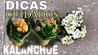 Como Cuidar De Kalanchoe Flor Da Fortuna Dicas De Rega E Floração