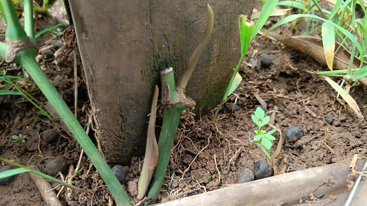 Cách sử lý những hôm tiêu trồng 4 5 tháng không chịu bật lên mầm chồi 