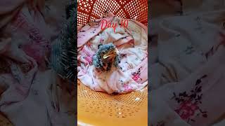 day 10 baby myna bird #7x7 #birds #mynabird #viral #shorts