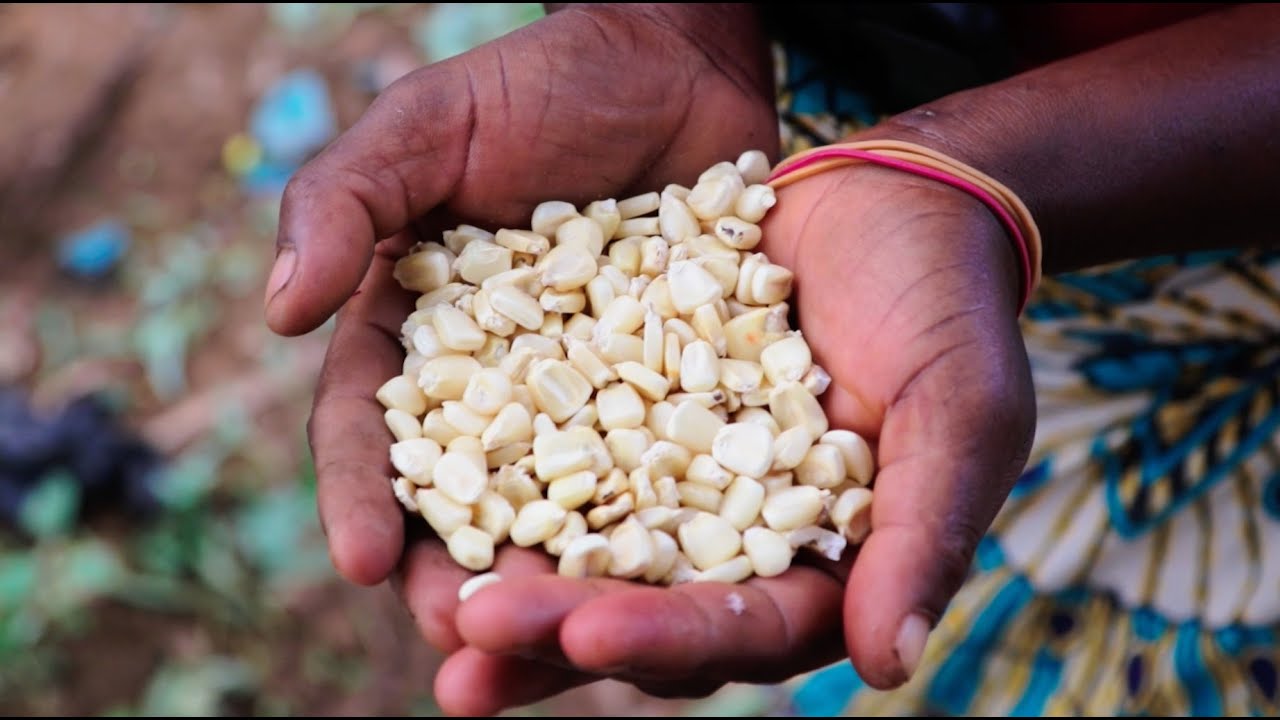 Transforming Agriculture: The Impact of the ISSD Project