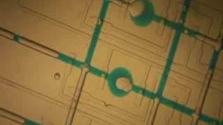 microfluidics project - valves working 3