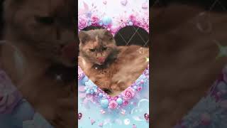 my cat baby