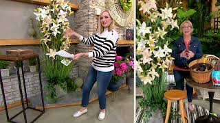 Barbara King 6-Piece Lily Pretty Woman Umbi Hidup di QVC screenshot 4