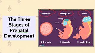 9.3 - Fertilisation and Stages of Prenatal Development
