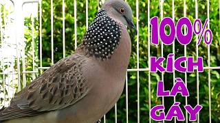 🦜CHIM CU GÁY Giọng Hấp Dẫn ĐỦ BÀI [GÁY GỌI,THÚC,GÙ ]Kích Bổi Nhanh Nổi.Cu Gáy.Cu Đất,Cu cườm