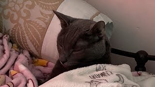 Alight Motion Test Gl2