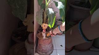 🚩🌺🙏Navratri ka chutha din ma kushmanda devi ma pooja🌺🌺 #shortvideos #viralvideos #🌺🌺🙏🙏