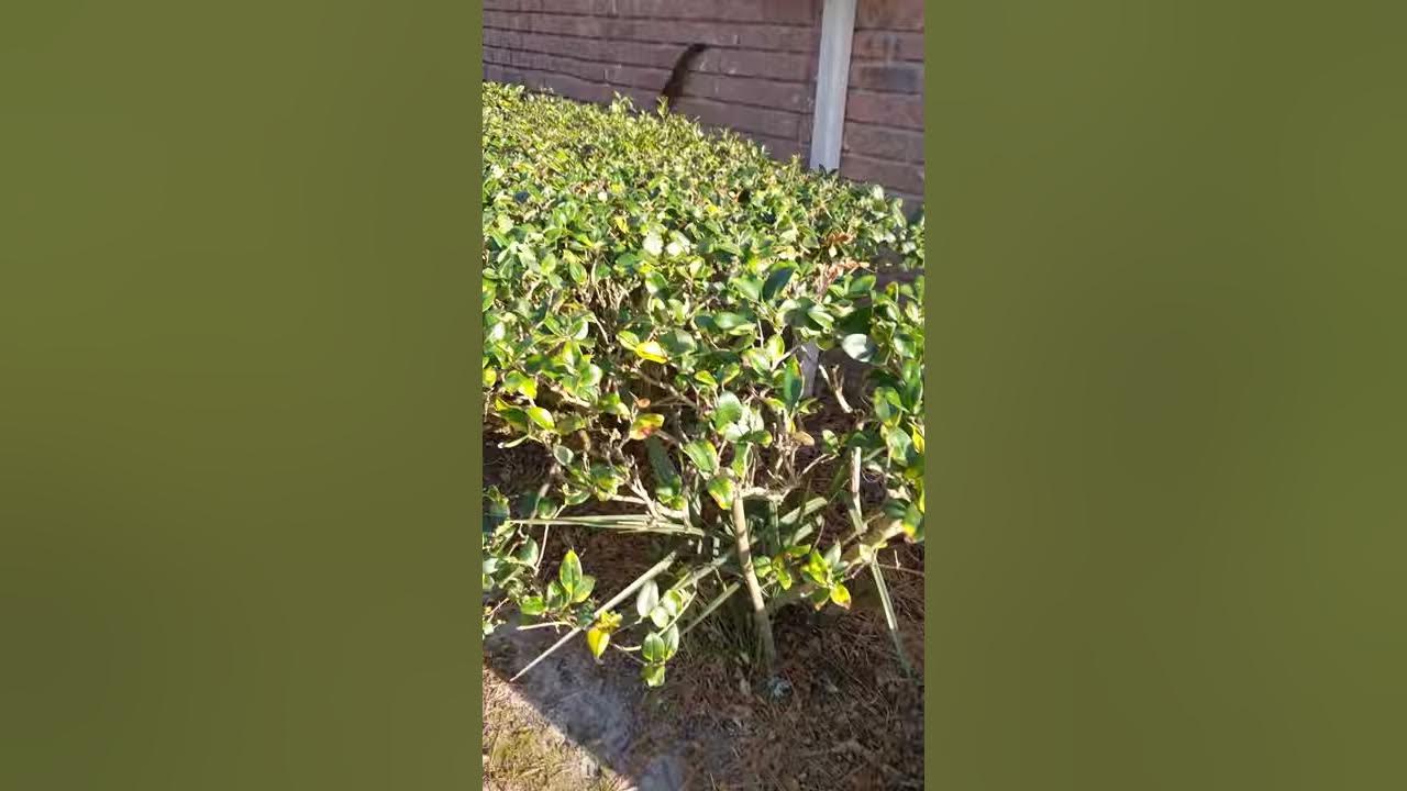 Squirrels climbing a brick wall Happy Friday 3/12/21 🐿️🐿️ Enjoy your