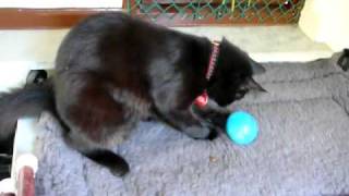 Cat Plays With The Funkitty Twist And Treat