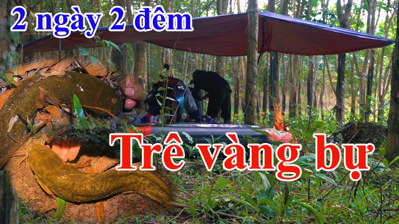 Cắm câu cá trê vàng rê cá lóc đập Phước Hòa 2 ngày 2 đêm nhiều thú vị