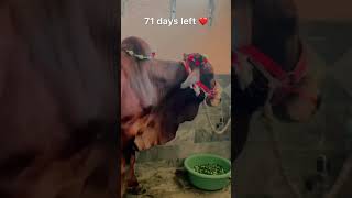 71 Days Left subscribe My Youtube Channel fsdmandi subscribemychannel