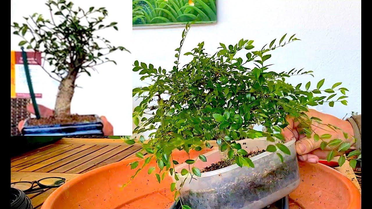 MON SUBSTRAT POUR MES BONSAIS ( PAS D'AKADAMA ) #terreau bonsai#bonsail  soil ( Vidéo 4K ) 