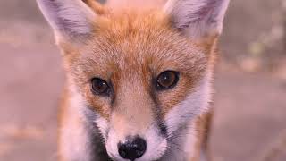 Fantastic Foxes by Steve Downer - Wildlife Cameraman 48,464 views 2 years ago 24 minutes