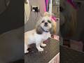 #shihtzu #cute #grooming #reels