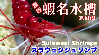 【アクアリウム/エビ水槽】ザ、美しいエビ/水槽内の環境が安定したので複数種類の見事なスラウェシシュリンプを導入/エサはシアノバクテリアのサプリメント/熱帯魚水槽に勝る、アルカリ性エビ水槽を極めたい