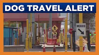 New federal restrictions could make it harder to travel to Mexico with your dog