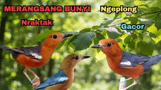 Download Lagu Pancingan Anis Merah Biar Bunyi. BOHONG KALAU GAK NYAUT‼️ MP3